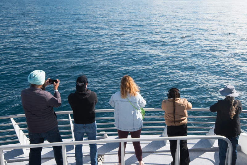 Tikapa Moana Whale & Dolphin Wildlife Cruise 