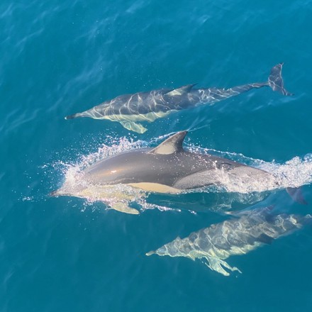 Tikapa Moana Whale & Dolphin Wildlife Cruise, Auckland Harbour